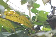 Ipomoea salsettensis